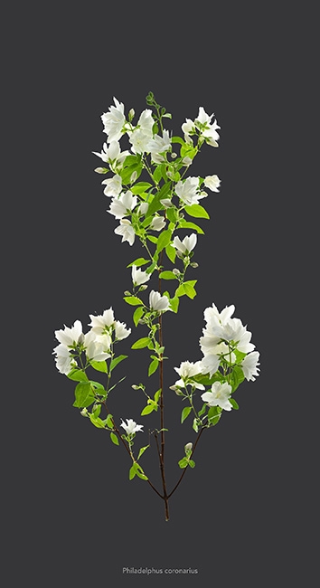 https://www.bertrandcarriere.com:443/files/gimgs/th-112_Fleur 5.jpg